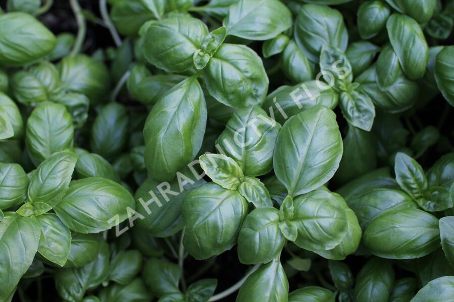 Bazalka pravá - Ocimum basilicum