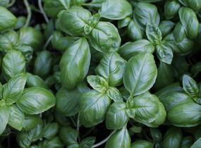 Bazalka pravá - Ocimum basilicum