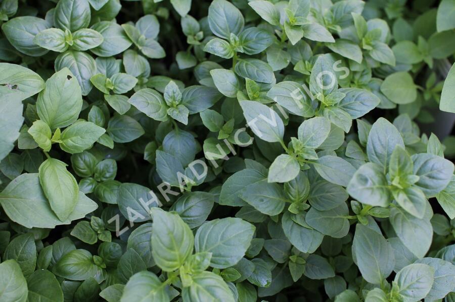 Bazalka pravá drobnolistá 'Compacta' - Ocimum basilicum 'Compacta'