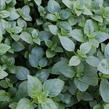 Bazalka pravá drobnolistá 'Compacta' - Ocimum basilicum 'Compacta'