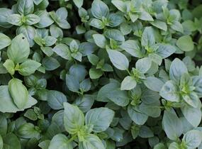 Bazalka pravá drobnolistá 'Compacta' - Ocimum basilicum 'Compacta'