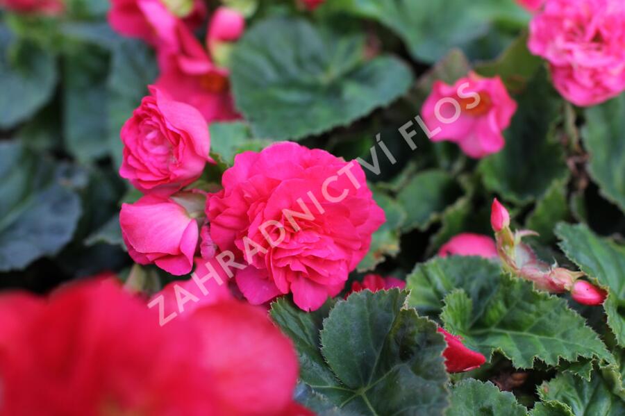 Begónie hlíznatá 'Tubby F1 Deep Rose' - Begonia tuberhybrida 'Tubby F1 Deep Rose'