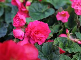 Begónie hlíznatá 'Tubby F1 Deep Rose' - Begonia tuberhybrida 'Tubby F1 Deep Rose'