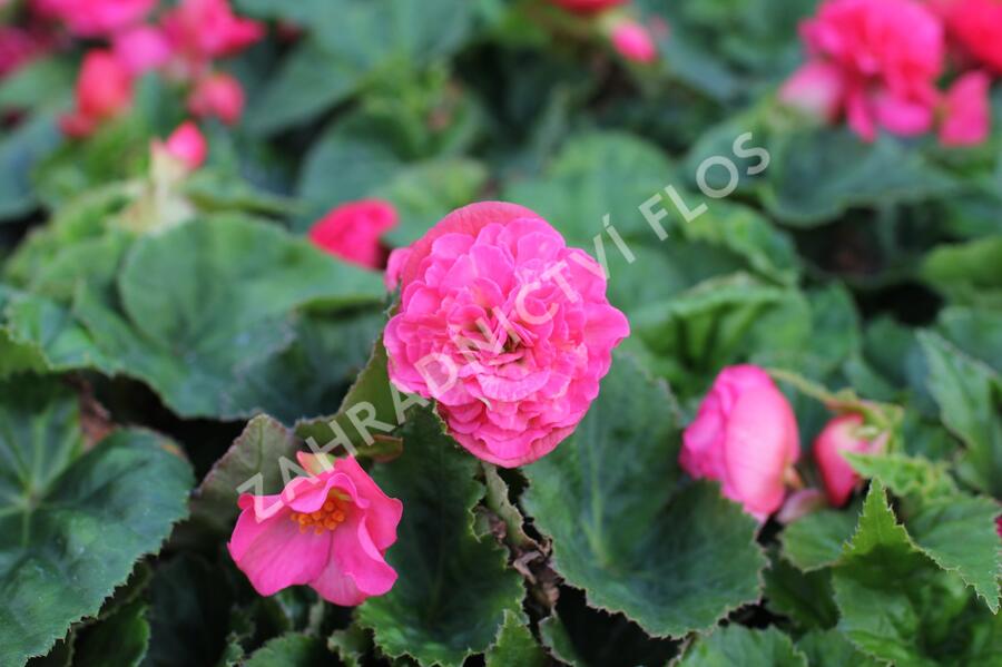 Begónie hlíznatá 'Tubby F1 Deep Rose' - Begonia tuberhybrida 'Tubby F1 Deep Rose'