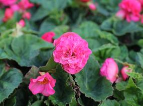Begónie hlíznatá 'Tubby F1 Deep Rose' - Begonia tuberhybrida 'Tubby F1 Deep Rose'