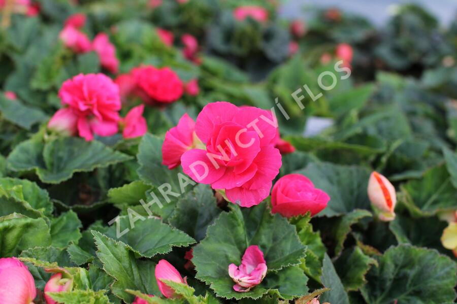 Begónie hlíznatá 'Tubby F1 Deep Rose' - Begonia tuberhybrida 'Tubby F1 Deep Rose'