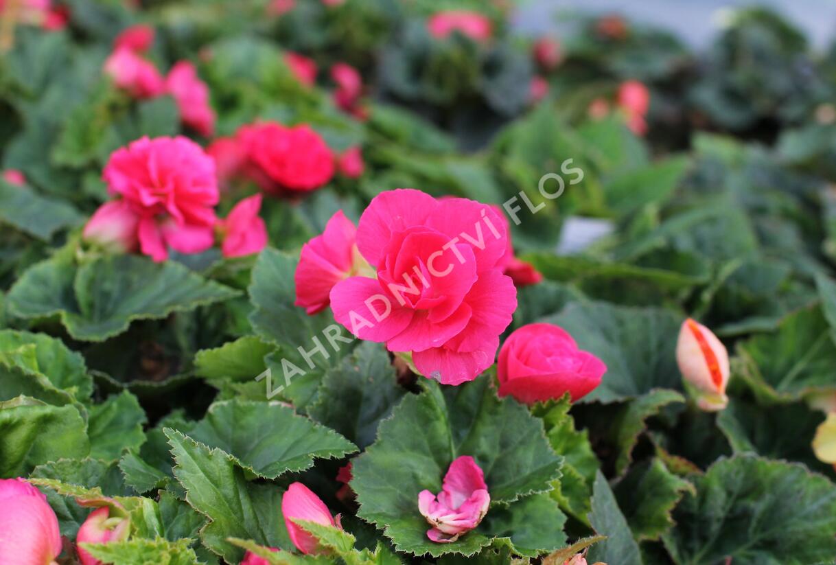 Begónie hlíznatá 'Tubby F1 Deep Rose' - Begonia tuberhybrida 'Tubby F1 Deep Rose'