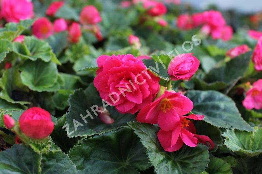 Begónie hlíznatá 'Tubby F1 Deep Rose' - Begonia tuberhybrida 'Tubby F1 Deep Rose'
