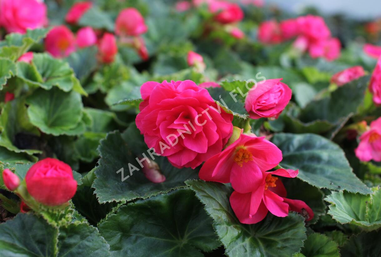 Begónie hlíznatá 'Tubby F1 Deep Rose' - Begonia tuberhybrida 'Tubby F1 Deep Rose'