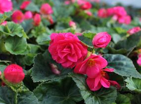 Begónie hlíznatá 'Tubby F1 Deep Rose' - Begonia tuberhybrida 'Tubby F1 Deep Rose'
