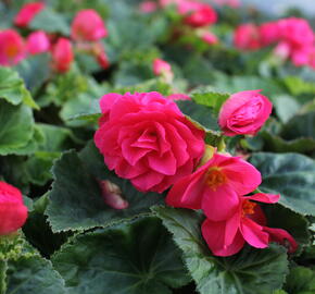 Begónie hlíznatá 'Tubby F1 Deep Rose' - Begonia tuberhybrida 'Tubby F1 Deep Rose'