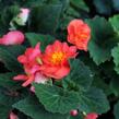 Begónie hlíznatá 'Nonstop F1 Fire' - Begonia tuberhybrida 'Nonstop F1 Fire'