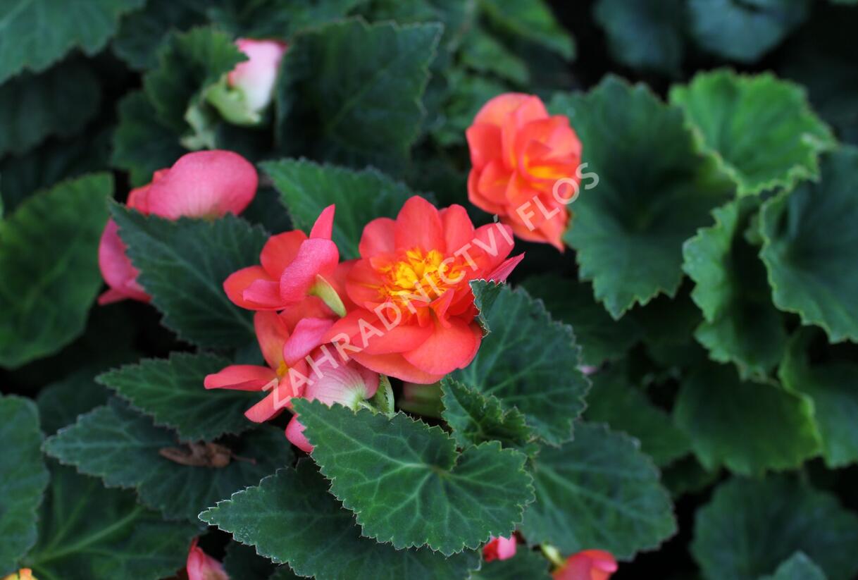 Begónie hlíznatá 'Nonstop F1 Fire' - Begonia tuberhybrida 'Nonstop F1 Fire'