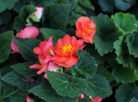 Begónie hlíznatá 'Nonstop F1 Fire' - Begonia tuberhybrida 'Nonstop F1 Fire'