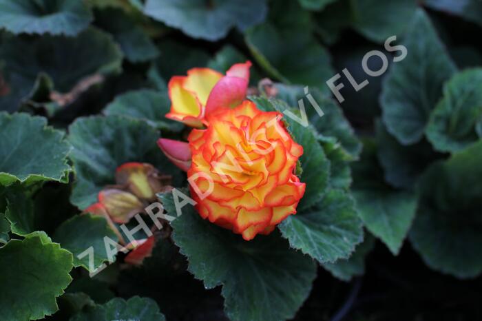 Begónie hlíznatá 'Nonstop F1 Fire' - Begonia tuberhybrida 'Nonstop F1 Fire'