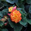 Begónie hlíznatá 'Nonstop F1 Fire' - Begonia tuberhybrida 'Nonstop F1 Fire'