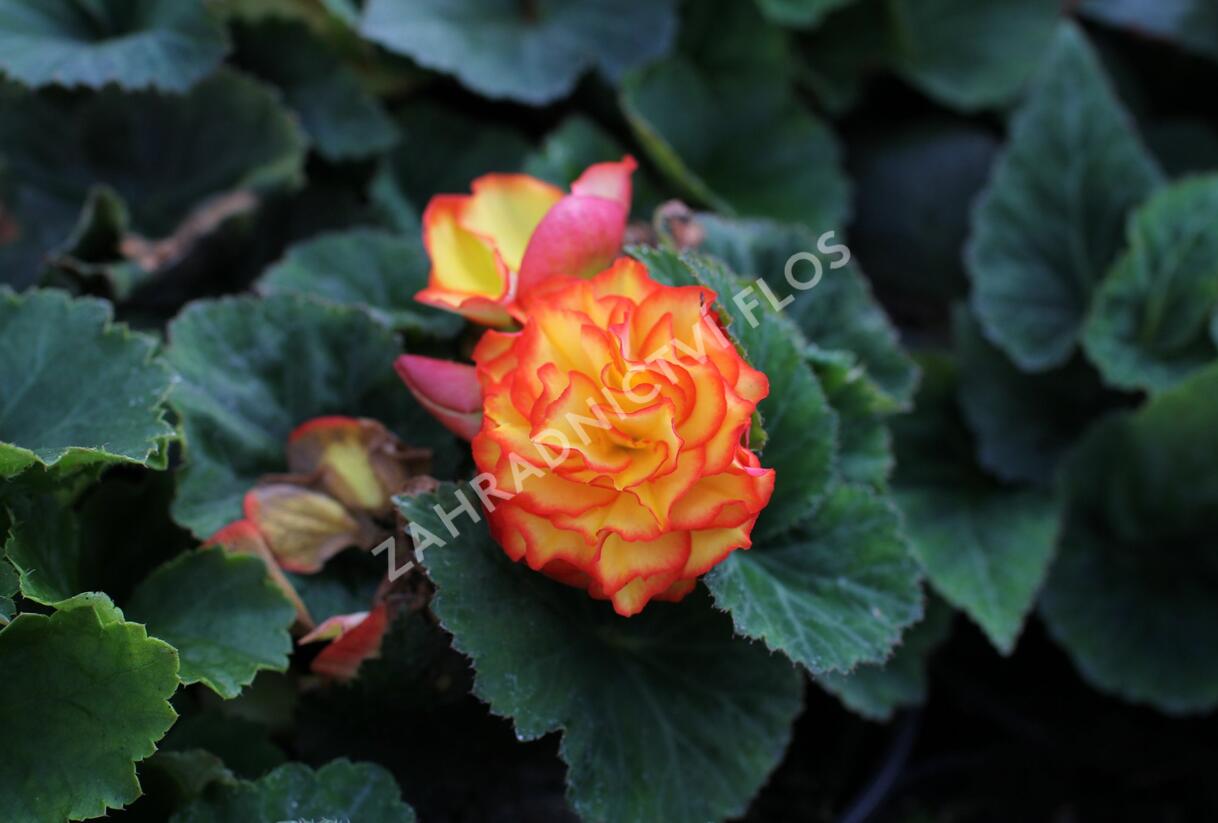 Begónie hlíznatá 'Nonstop F1 Fire' - Begonia tuberhybrida 'Nonstop F1 Fire'