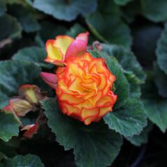 Begónie hlíznatá 'Nonstop F1 Fire' - Begonia tuberhybrida 'Nonstop F1 Fire'