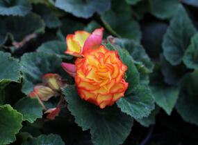 Begónie hlíznatá 'Nonstop F1 Fire' - Begonia tuberhybrida 'Nonstop F1 Fire'