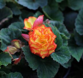 Begónie hlíznatá 'Nonstop F1 Fire' - Begonia tuberhybrida 'Nonstop F1 Fire'