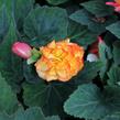 Begónie hlíznatá 'Nonstop F1 Fire' - Begonia tuberhybrida 'Nonstop F1 Fire'