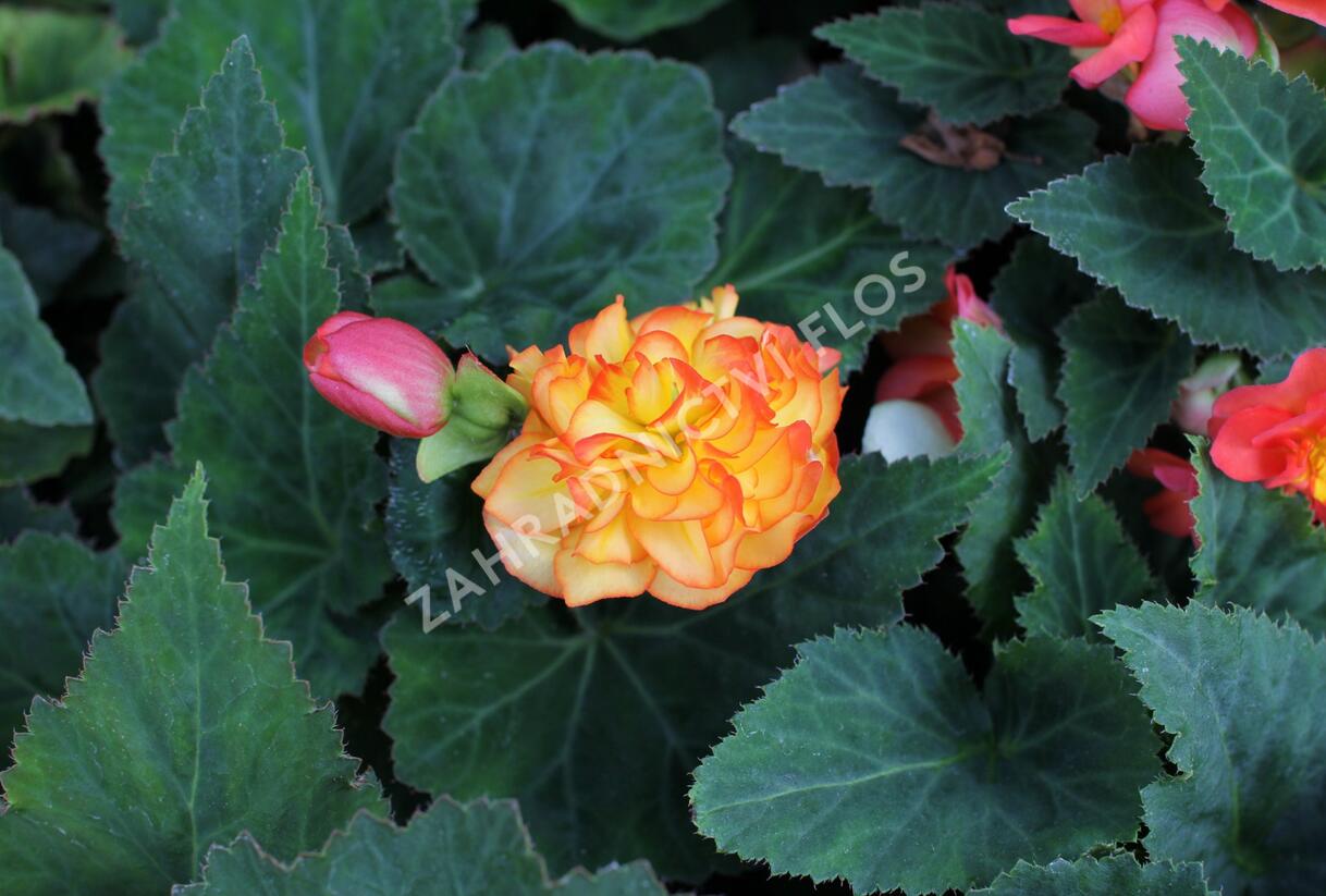 Begónie hlíznatá 'Nonstop F1 Fire' - Begonia tuberhybrida 'Nonstop F1 Fire'