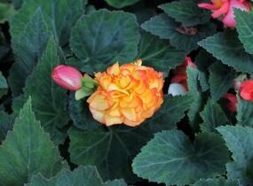 Begónie hlíznatá 'Nonstop F1 Fire' - Begonia tuberhybrida 'Nonstop F1 Fire'
