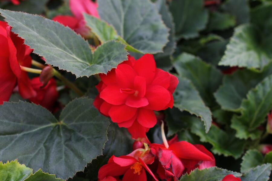 Begónie hlíznatá 'Nonstop Joy Red' - Begonia tuberhybrida 'Nonstop Joy Red'