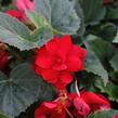 Begónie hlíznatá 'Nonstop Joy Red' - Begonia tuberhybrida 'Nonstop Joy Red'