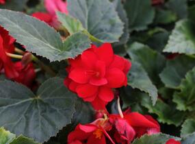 Begónie hlíznatá 'Nonstop Joy Red' - Begonia tuberhybrida 'Nonstop Joy Red'