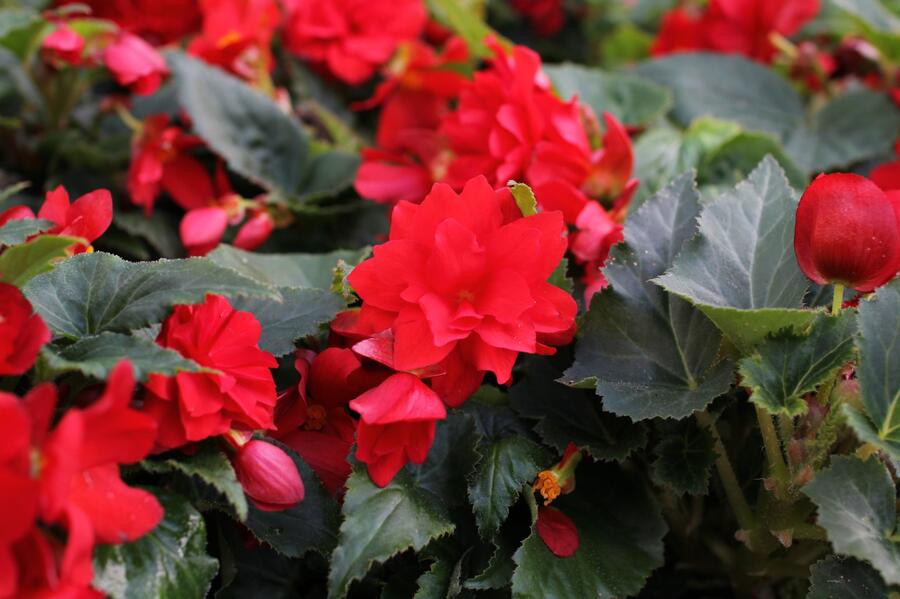 Begónie hlíznatá 'Nonstop Joy Red' - Begonia tuberhybrida 'Nonstop Joy Red'