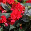 Begónie hlíznatá 'Nonstop Joy Red' - Begonia tuberhybrida 'Nonstop Joy Red'