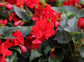 Begónie hlíznatá 'Nonstop Joy Red' - Begonia tuberhybrida 'Nonstop Joy Red'
