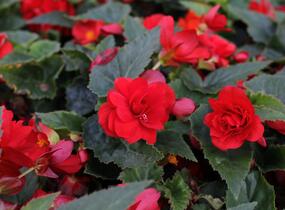 Begónie hlíznatá 'Nonstop Joy Red' - Begonia tuberhybrida 'Nonstop Joy Red'