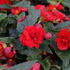Begonia tuberhybrida 'Nonstop Joy Red'.JPG