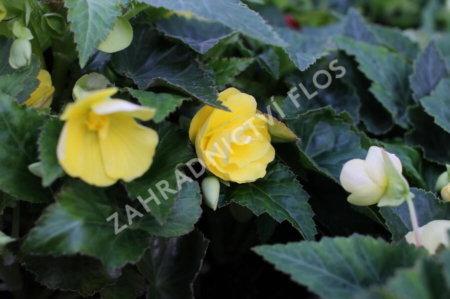 Begónie hlíznatá 'Nonstop Joy Yellow' - Begonia tuberhybrida 'Nonstop Joy Yellow'