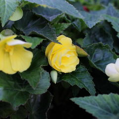Begónie hlíznatá 'Nonstop Joy Yellow' - Begonia tuberhybrida 'Nonstop Joy Yellow'
