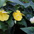 Begonia tuberhybrida 'Nonstop Joy Yellow'.JPG
