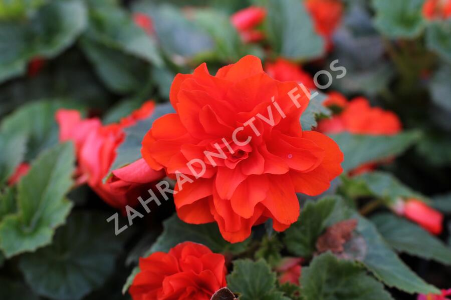 Begónie hlíznatá 'Nonstop Joy Orange' - Begonia tuberhybrida 'Nonstop Joy Orange'