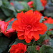 Begónie hlíznatá 'Nonstop Joy Orange' - Begonia tuberhybrida 'Nonstop Joy Orange'