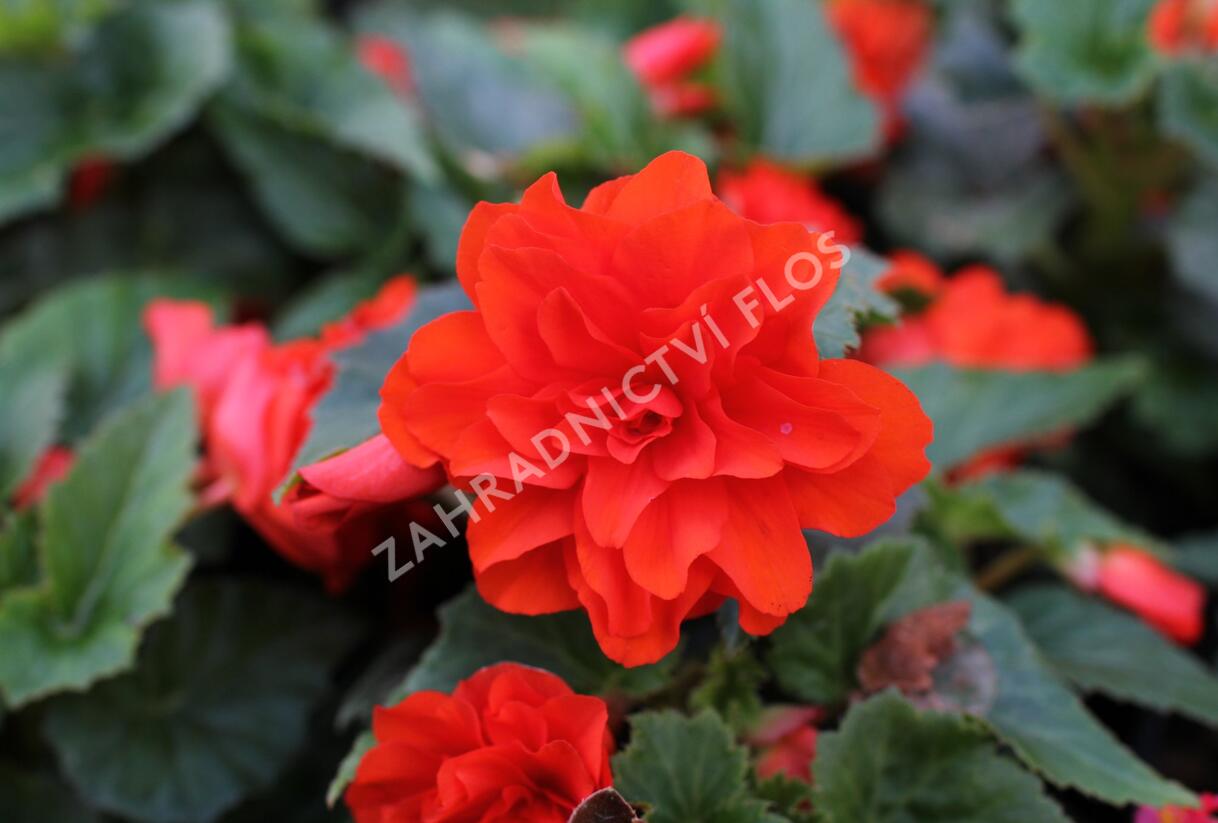 Begónie hlíznatá 'Nonstop Joy Orange' - Begonia tuberhybrida 'Nonstop Joy Orange'