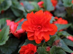 Begónie hlíznatá 'Nonstop Joy Orange' - Begonia tuberhybrida 'Nonstop Joy Orange'