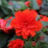 Begonia tuberhybrida 'Nonstop Joy Orange'_02.JPG