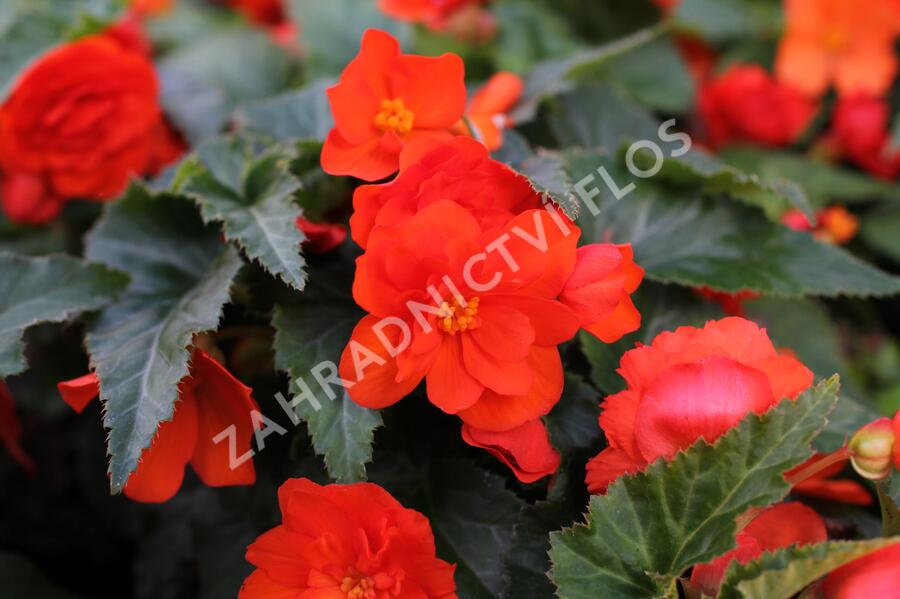 Begónie hlíznatá 'Nonstop Joy Orange' - Begonia tuberhybrida 'Nonstop Joy Orange'
