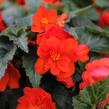 Begónie hlíznatá 'Nonstop Joy Orange' - Begonia tuberhybrida 'Nonstop Joy Orange'