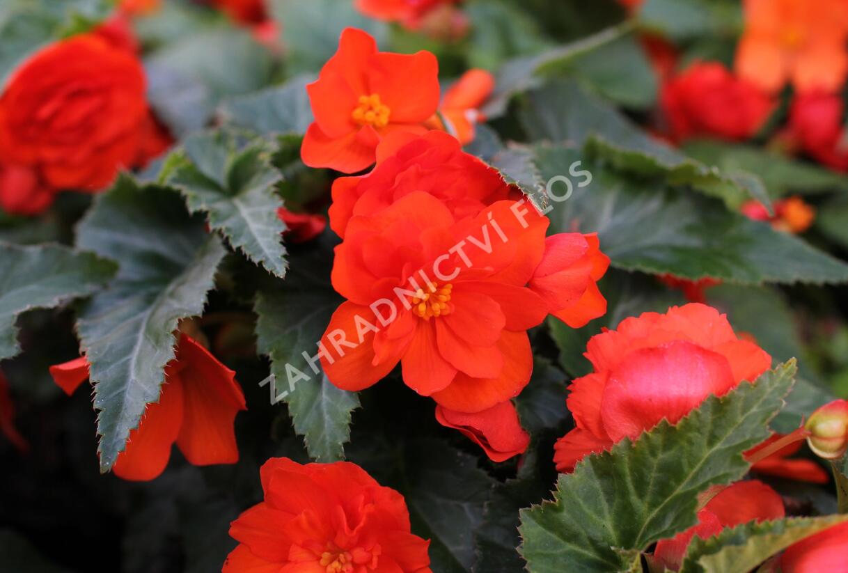 Begónie hlíznatá 'Nonstop Joy Orange' - Begonia tuberhybrida 'Nonstop Joy Orange'