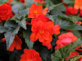 Begónie hlíznatá 'Nonstop Joy Orange' - Begonia tuberhybrida 'Nonstop Joy Orange'