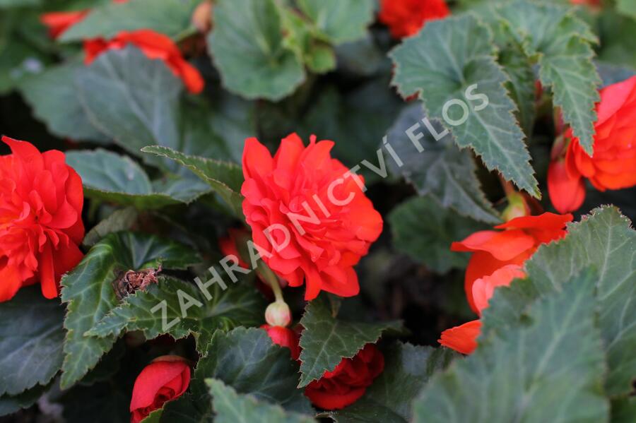 Begónie hlíznatá 'Nonstop Joy Orange' - Begonia tuberhybrida 'Nonstop Joy Orange'