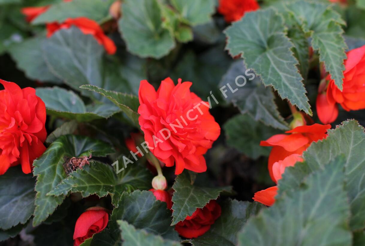 Begónie hlíznatá 'Nonstop Joy Orange' - Begonia tuberhybrida 'Nonstop Joy Orange'