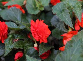 Begónie hlíznatá 'Nonstop Joy Orange' - Begonia tuberhybrida 'Nonstop Joy Orange'